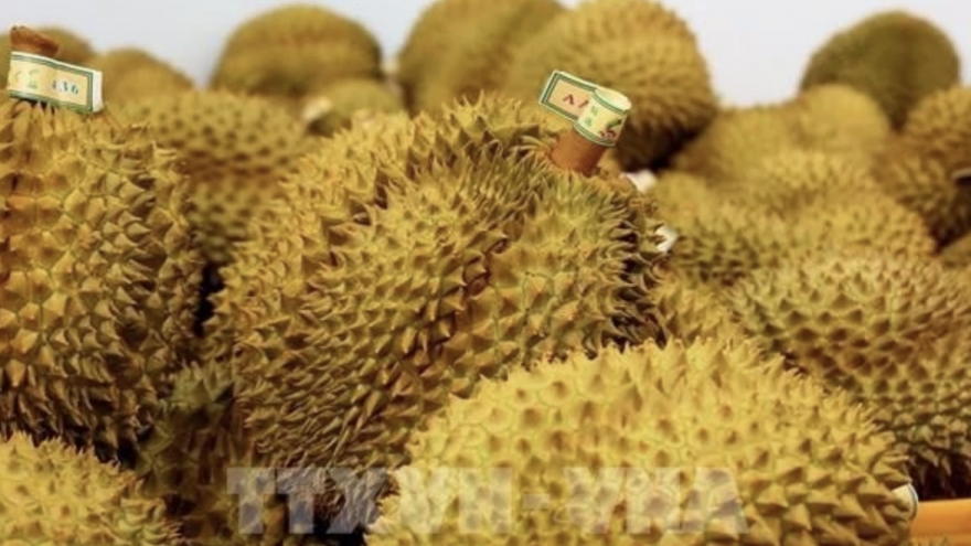 Vietnam emerges as global durian powerhouse